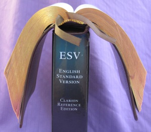The calfskin ESV Clarion Reference Bible in the same pose as the NKJV--well, sort of.  To be fair, the ESV is a year old and has been well broken in.  Even so, the calfskin leather was much more flexible out of the box than the calf split.